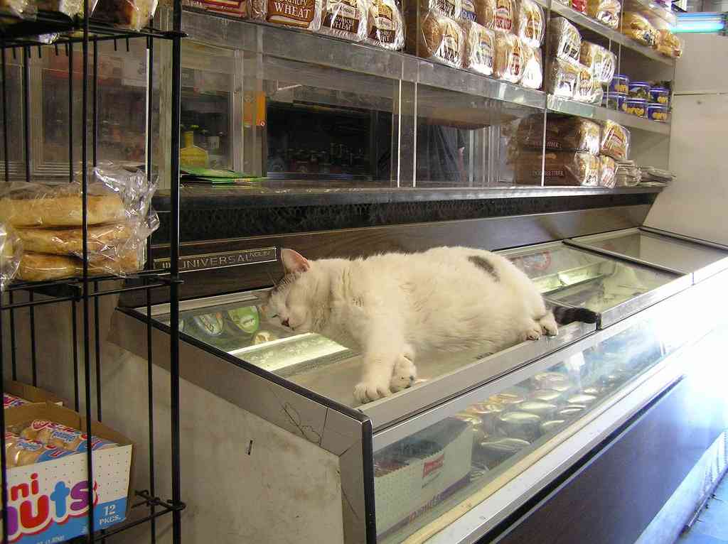 ガルちゃん猫カフェ17号店 開店しました♪ (初めての方も大歓迎！)