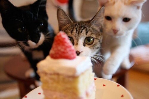 ガルちゃん猫カフェ17号店 開店しました♪ (初めての方も大歓迎！)