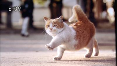 ガルちゃん猫カフェ17号店 開店しました♪ (初めての方も大歓迎！)