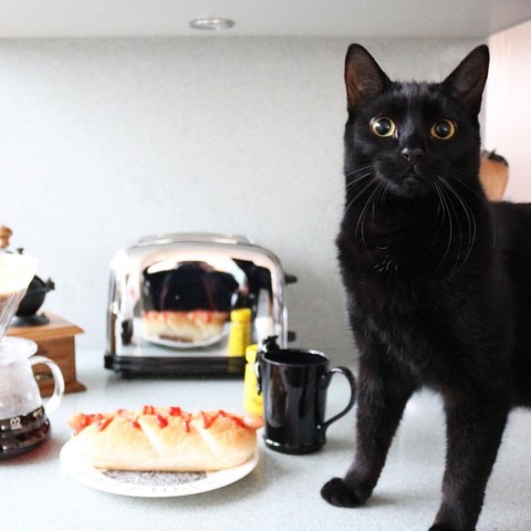 ガルちゃん猫カフェ17号店 開店しました♪ (初めての方も大歓迎！)