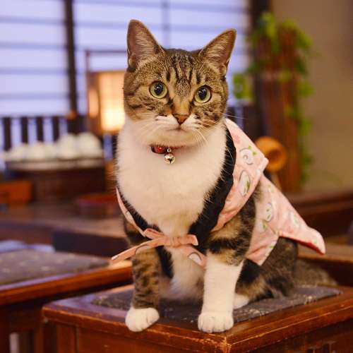 ガルちゃん猫カフェ17号店 開店しました♪ (初めての方も大歓迎！)