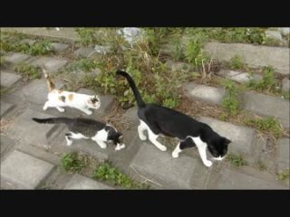 ガルちゃん猫カフェ17号店 開店しました♪ (初めての方も大歓迎！)