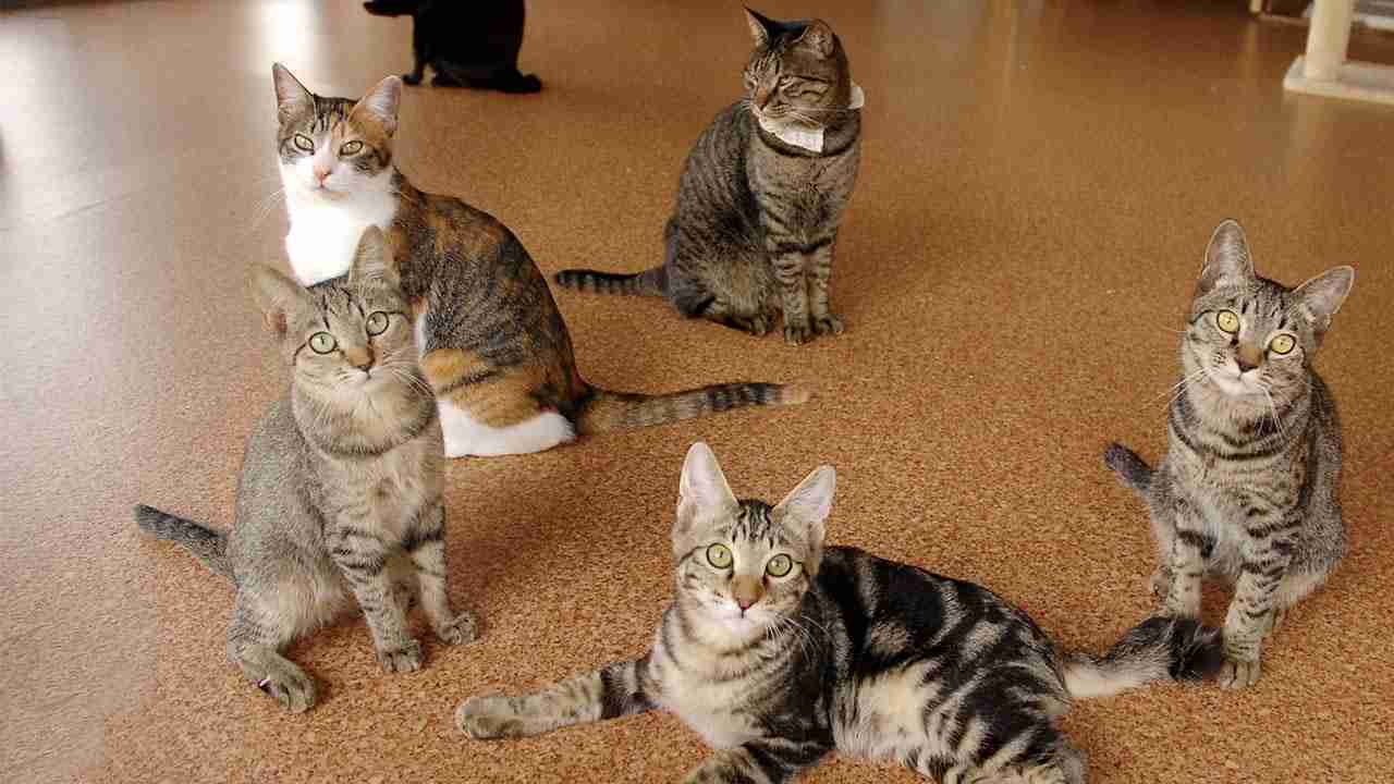 ガルちゃん猫カフェ17号店 開店しました♪ (初めての方も大歓迎！)