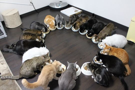 ガルちゃん猫カフェ17号店 開店しました♪ (初めての方も大歓迎！)