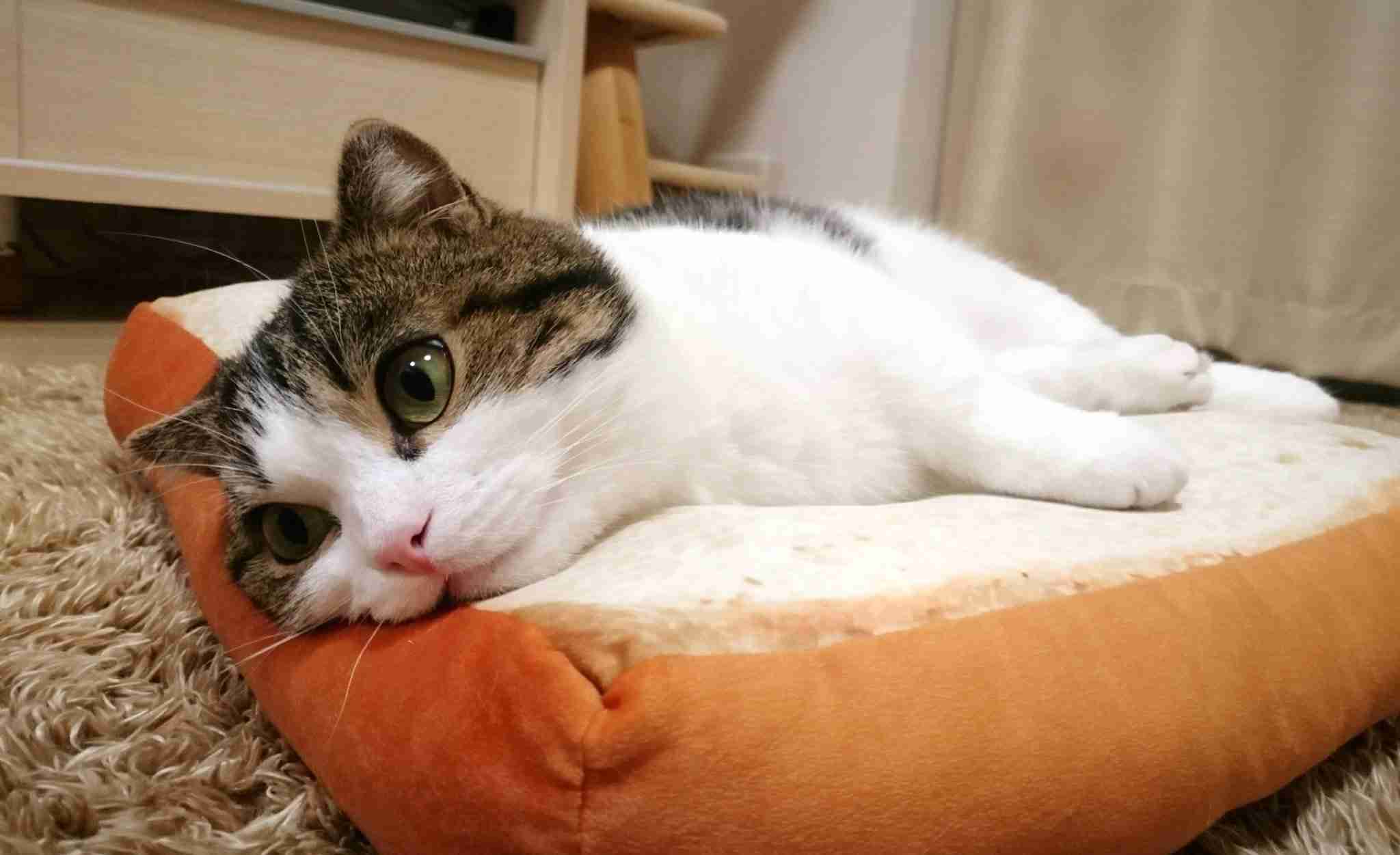 ガルちゃん猫カフェ17号店 開店しました♪ (初めての方も大歓迎！)