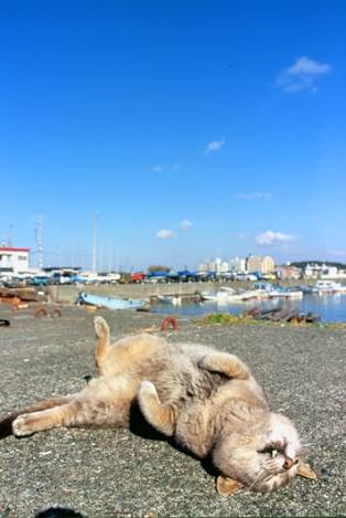 ガルちゃん猫カフェ17号店 開店しました♪ (初めての方も大歓迎！)