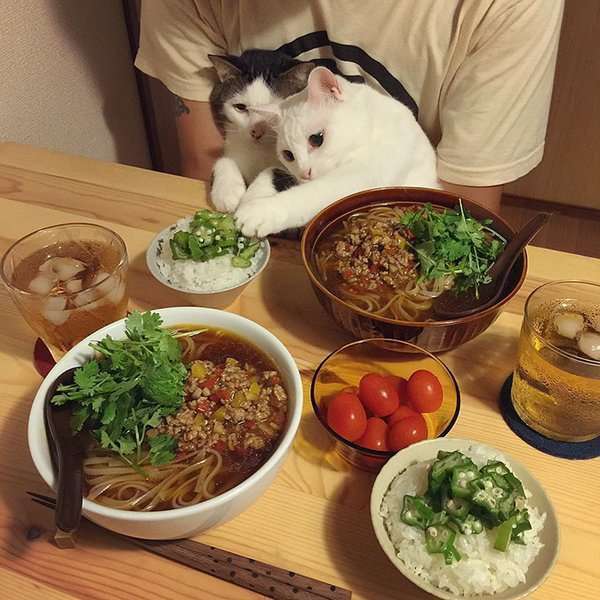 ガルちゃん猫カフェ17号店 開店しました♪ (初めての方も大歓迎！)