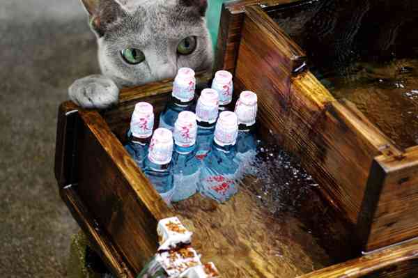 ガルちゃん猫カフェ17号店 開店しました♪ (初めての方も大歓迎！)