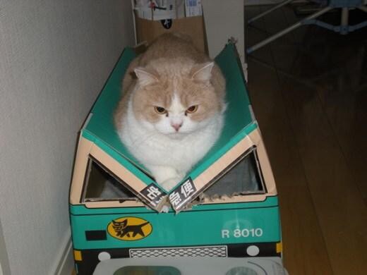 ガルちゃん猫カフェ17号店 開店しました♪ (初めての方も大歓迎！)