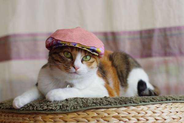 ガルちゃん猫カフェ17号店 開店しました♪ (初めての方も大歓迎！)