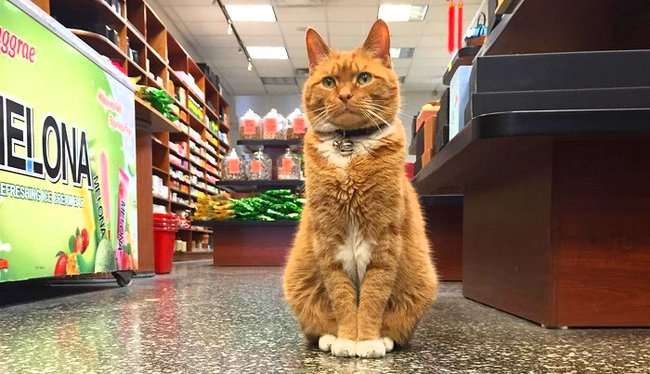 ガルちゃん猫カフェ17号店 開店しました♪ (初めての方も大歓迎！)