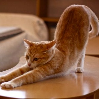 ガルちゃん猫カフェ17号店 開店しました♪ (初めての方も大歓迎！)