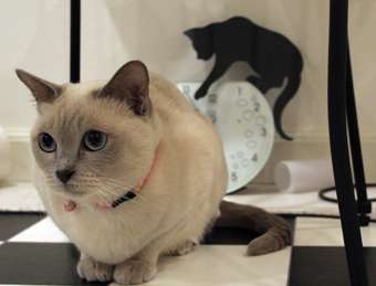 ガルちゃん猫カフェ17号店 開店しました♪ (初めての方も大歓迎！)