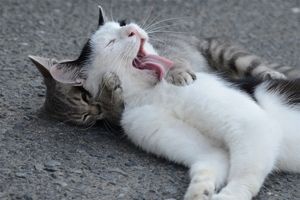ガルちゃん猫カフェ17号店 開店しました♪ (初めての方も大歓迎！)