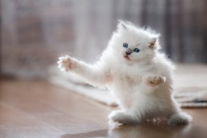 ガルちゃん猫カフェ17号店 開店しました♪ (初めての方も大歓迎！)