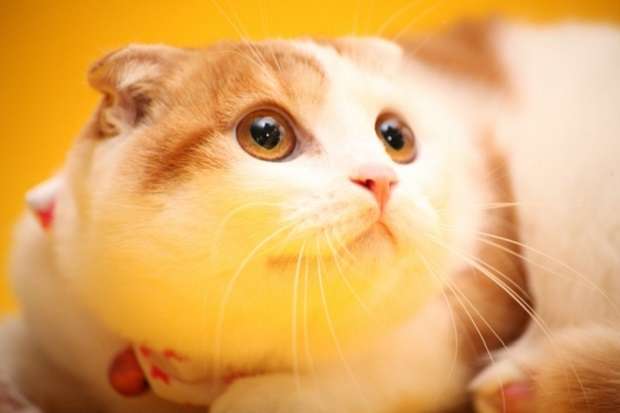 ガルちゃん猫カフェ17号店 開店しました♪ (初めての方も大歓迎！)