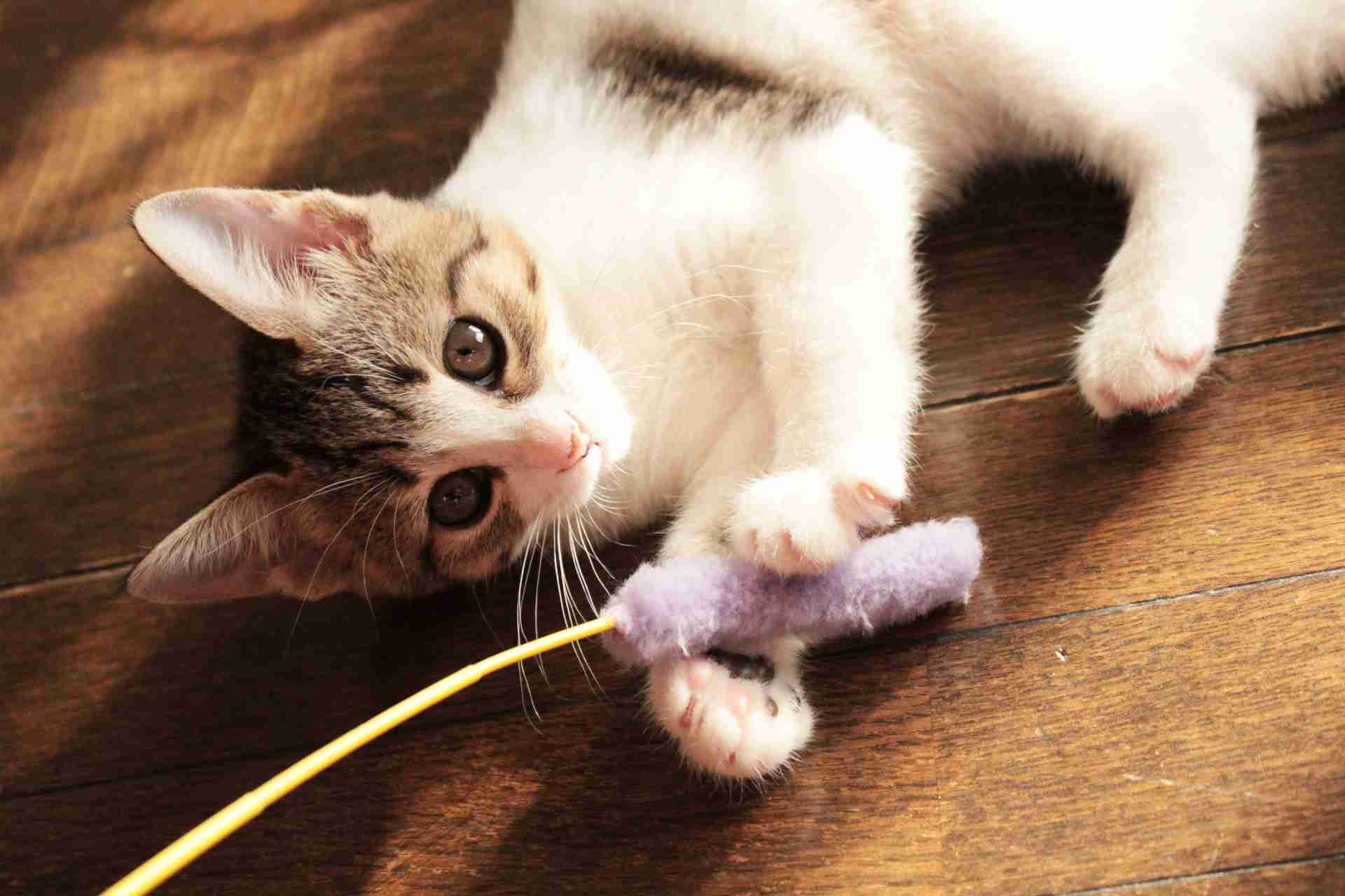ガルちゃん猫カフェ17号店 開店しました♪ (初めての方も大歓迎！)