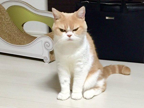 ガルちゃん猫カフェ17号店 開店しました♪ (初めての方も大歓迎！)