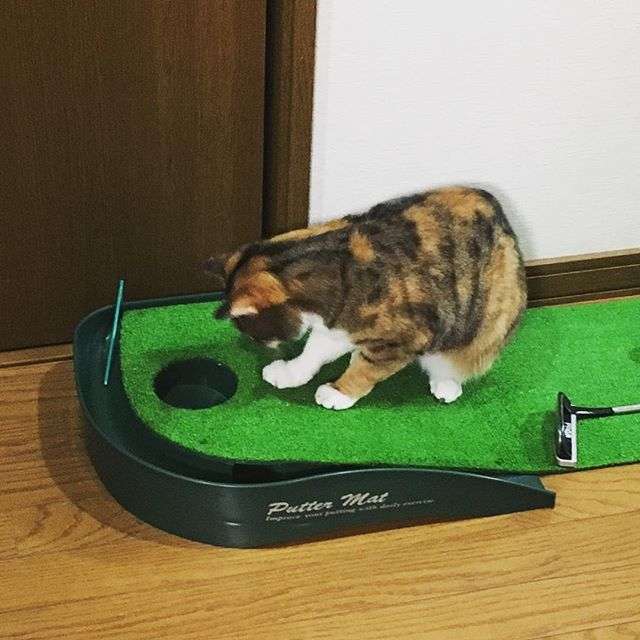 ガルちゃん猫カフェ17号店 開店しました♪ (初めての方も大歓迎！)