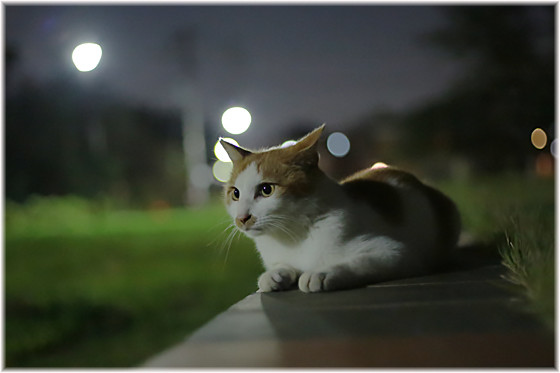ガルちゃん猫カフェ17号店 開店しました♪ (初めての方も大歓迎！)