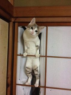 ガルちゃん猫カフェ17号店 開店しました♪ (初めての方も大歓迎！)