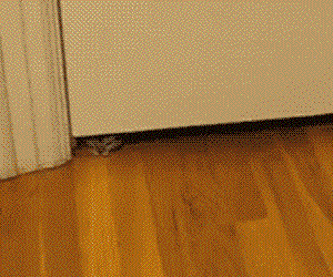 ガルちゃん猫カフェ17号店 開店しました♪ (初めての方も大歓迎！)