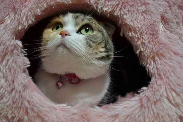 ガルちゃん猫カフェ17号店 開店しました♪ (初めての方も大歓迎！)
