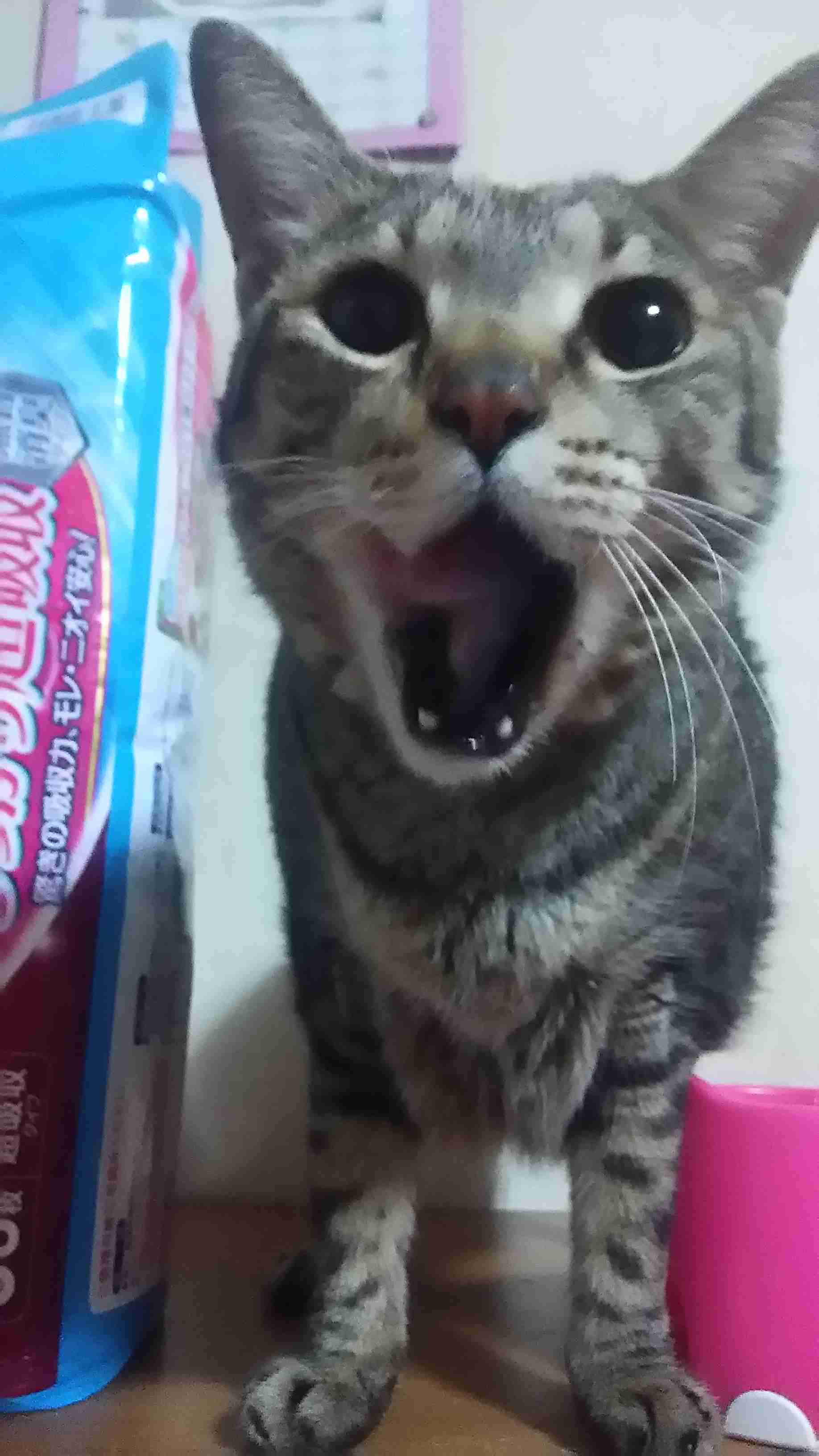 ガルちゃん猫カフェ17号店 開店しました♪ (初めての方も大歓迎！)