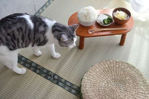 ガルちゃん猫カフェ17号店 開店しました♪ (初めての方も大歓迎！)