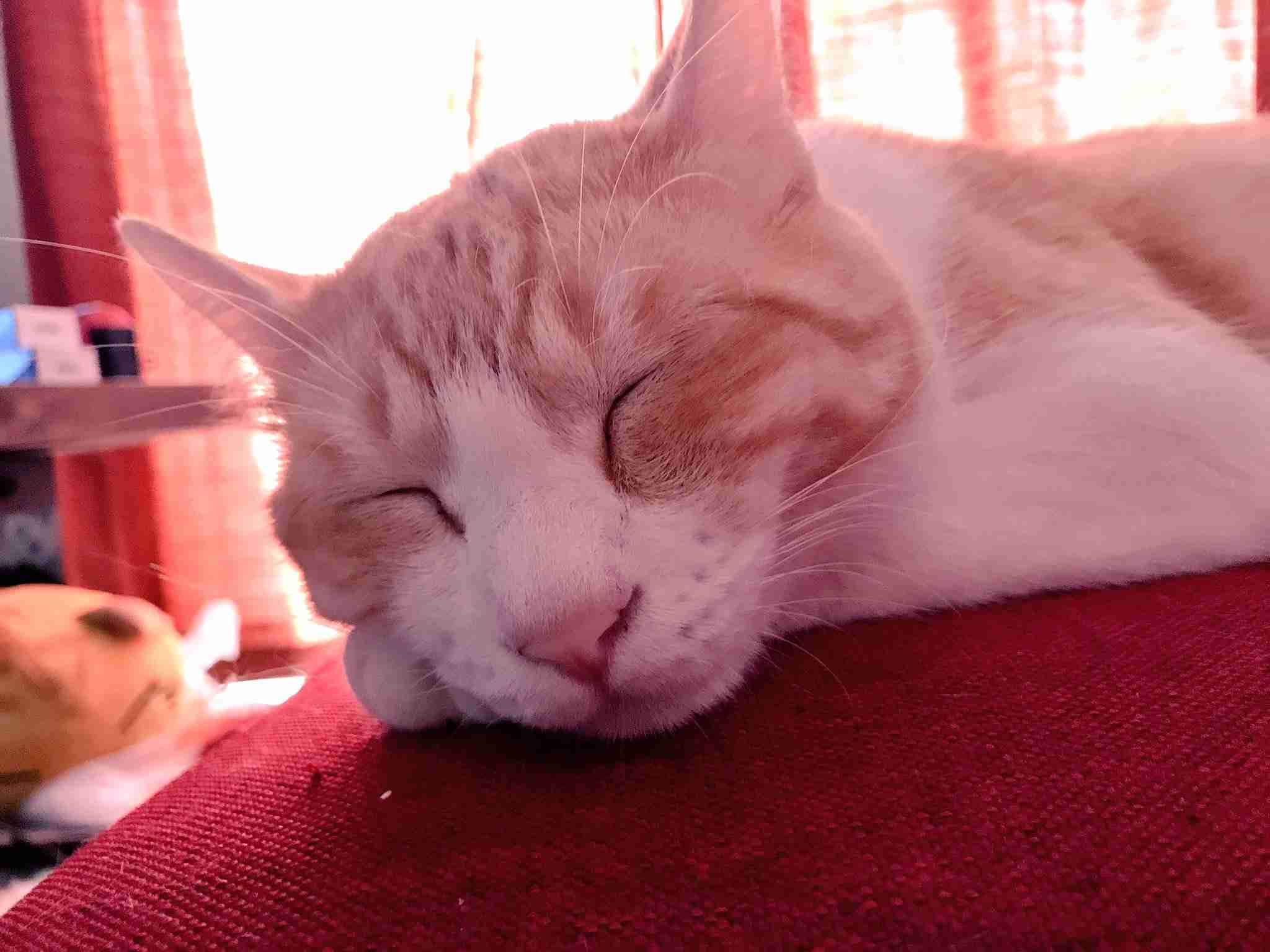 ガルちゃん猫カフェ17号店 開店しました♪ (初めての方も大歓迎！)