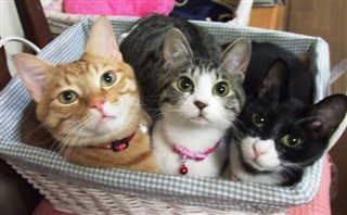 ガルちゃん猫カフェ17号店 開店しました♪ (初めての方も大歓迎！)