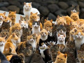 ガルちゃん猫カフェ17号店 開店しました♪ (初めての方も大歓迎！)