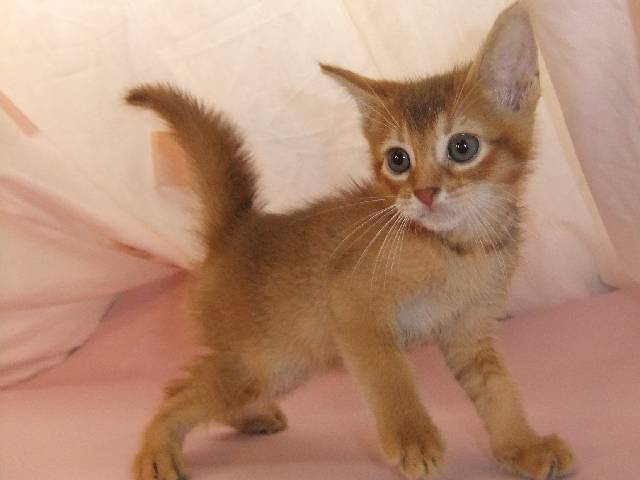 ガルちゃん猫カフェ17号店 開店しました♪ (初めての方も大歓迎！)
