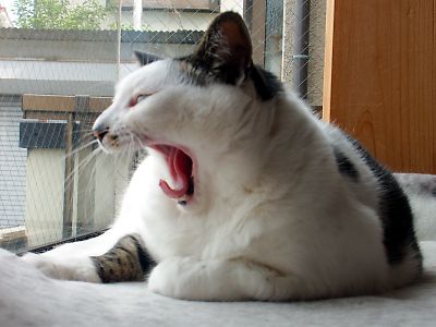 ガルちゃん猫カフェ17号店 開店しました♪ (初めての方も大歓迎！)