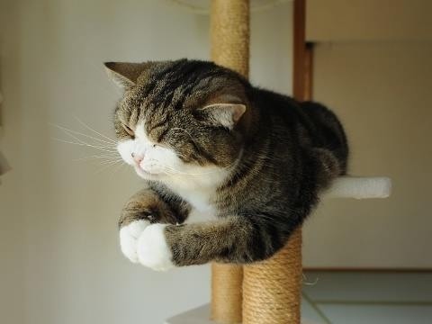 ガルちゃん猫カフェ17号店 開店しました♪ (初めての方も大歓迎！)
