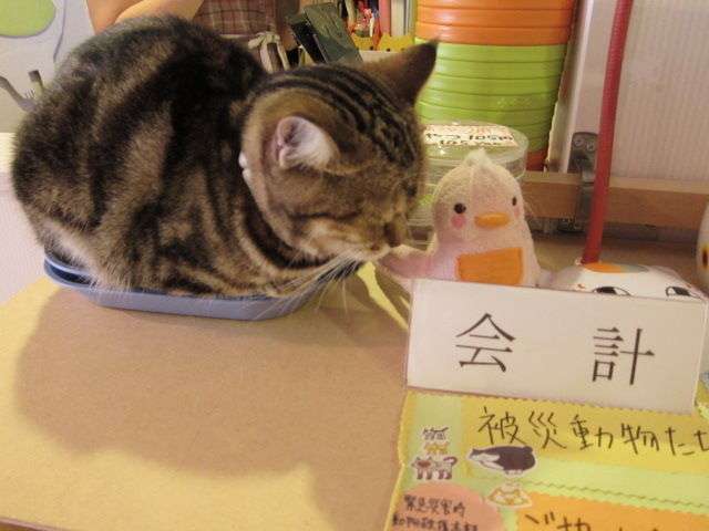 ガルちゃん猫カフェ17号店 開店しました♪ (初めての方も大歓迎！)
