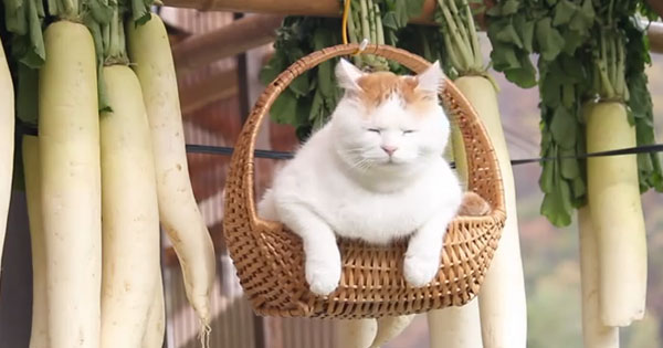ガルちゃん猫カフェ17号店 開店しました♪ (初めての方も大歓迎！)