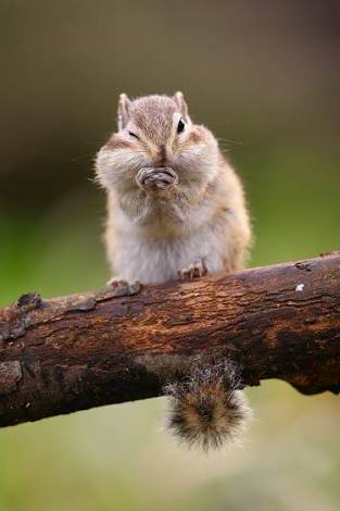 〔栄養〕ミネラルとってますか？
