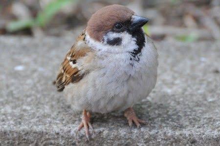 セミが嫌いな人！