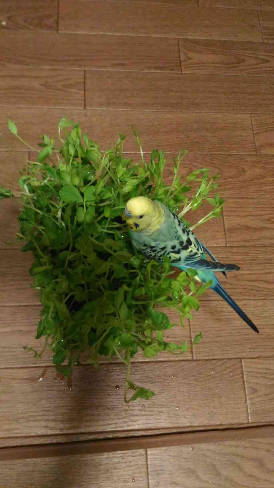 豆苗好きな方