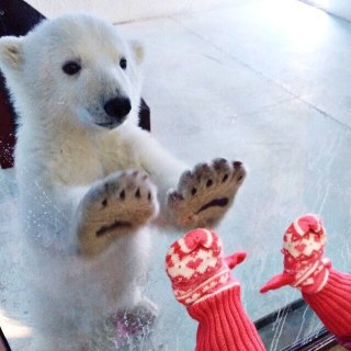 動物と子供の写真を貼るトピ