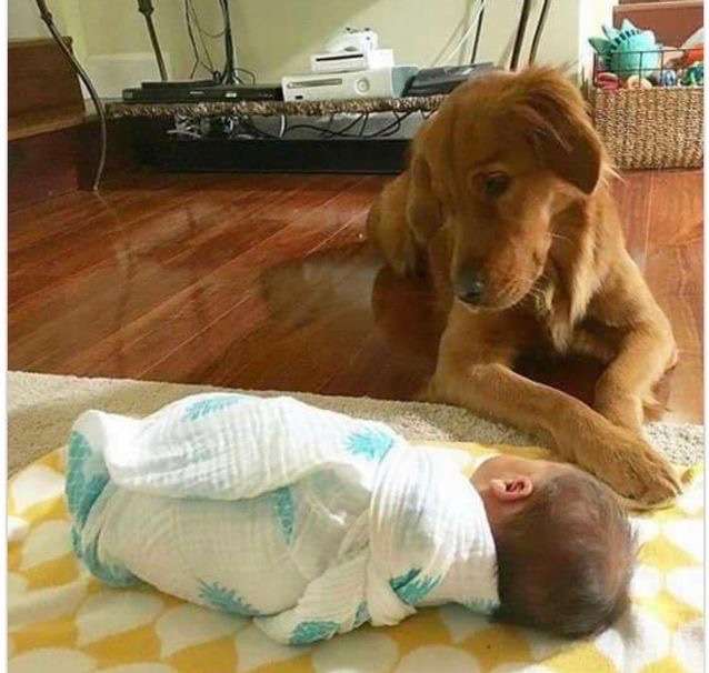 動物と子供の写真を貼るトピ