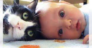 動物と子供の写真を貼るトピ