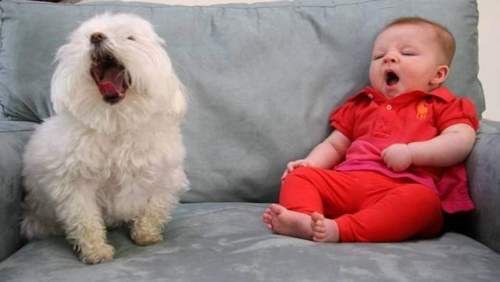 動物と子供の写真を貼るトピ