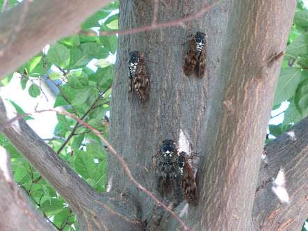 【画像】夏の、和風のものが見たい