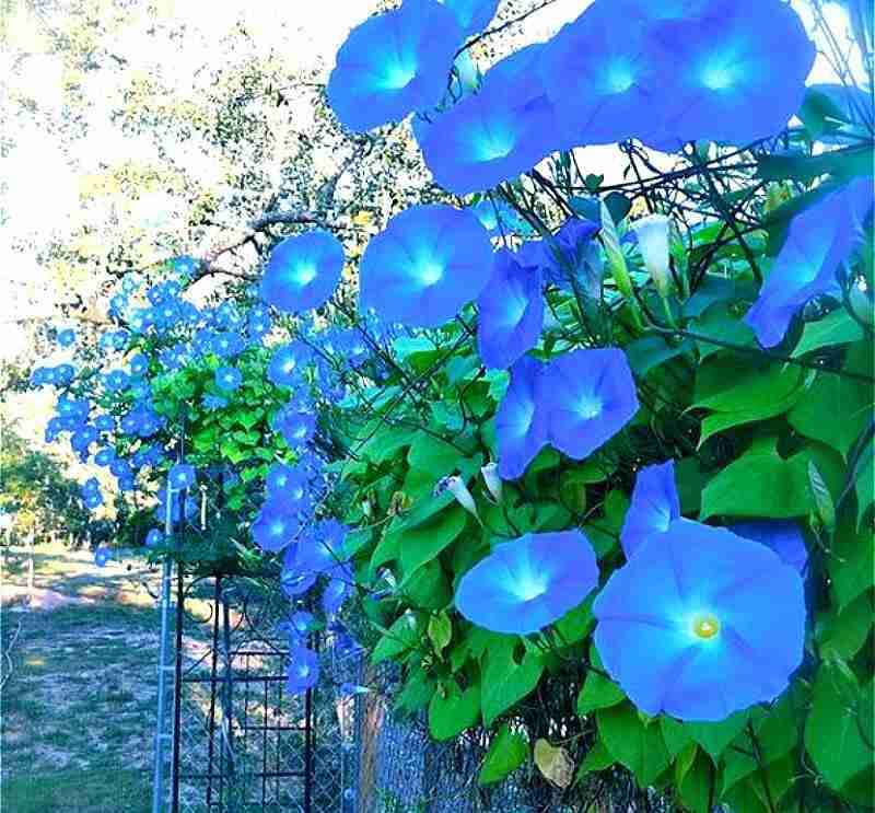【画像】夏の、和風のものが見たい