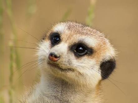 こんなにおバカだった!? 新垣結衣、クイズ番組でのやらかし具合にファン呆然