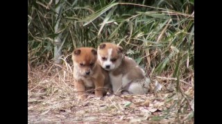 21匹の猫を殺した男、懲役16年の判決が下される（アメリカ）