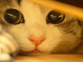 笑えるコラ画像