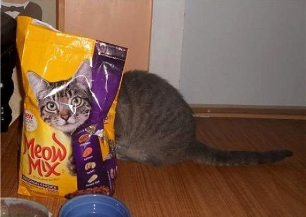 『猫のかくれんぼ写真』が激ムズと話題「マジで見つからない」「本当にいるの？」
